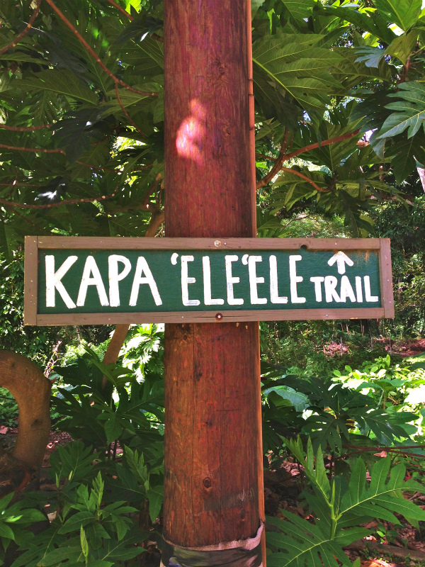2014/01/23 Mountain Running Trip in Oahu of Hawaii Day.7 Nakoa Trail,Mt.Manamana_b0220886_14341274.jpg