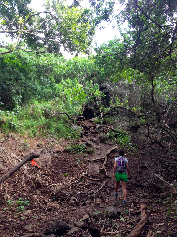 2014/01/23 Mountain Running Trip in Oahu of Hawaii Day.7  Nakoa Trail,Mt.Manamana_b0220886_1444550.jpg