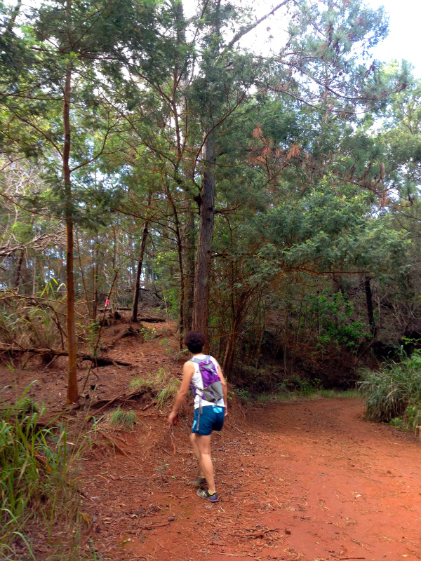 2014/01/24 Mountain Running Trip in Oahu of Hawaii Day.8 Kuaokala Ridge Trail_b0220886_17243137.jpg