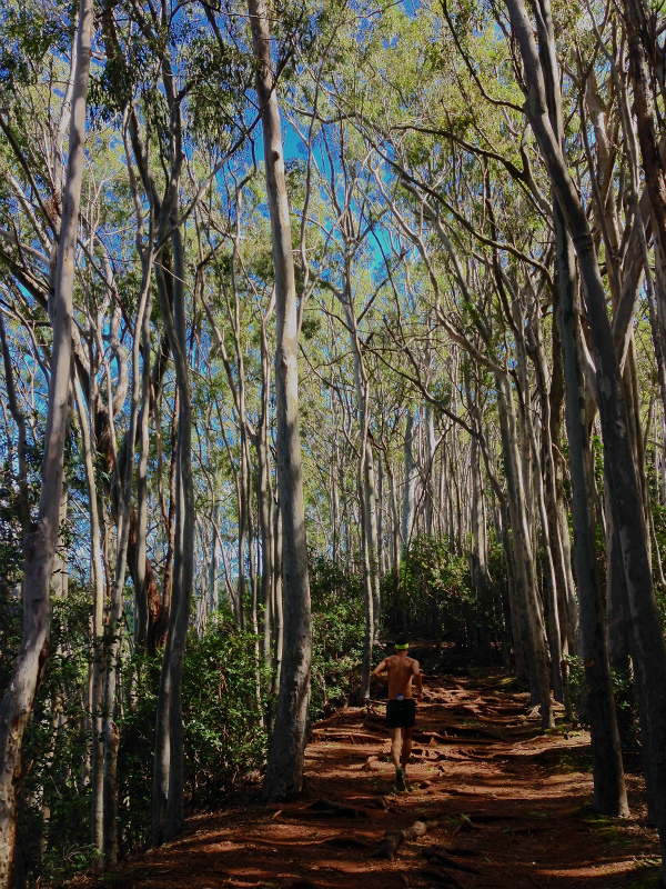 2014/01/22 Mountain Running Trip in Oahu of Hawaii Day.6 Aiea Loop Trail_b0220886_9552054.jpg