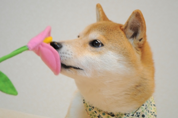 かぼちゃん・・・ Kabosu..._a0126590_141927.jpg