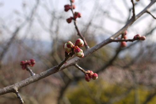 裏山の梅の花だより_f0222692_19252281.jpg