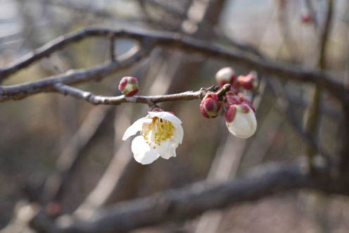 裏山の梅の花だより_f0222692_192555100.jpg