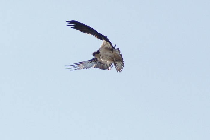 a0206496_42848.jpg