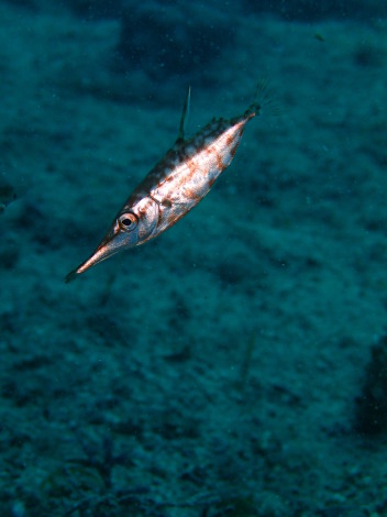 e0115199_19473267.jpg