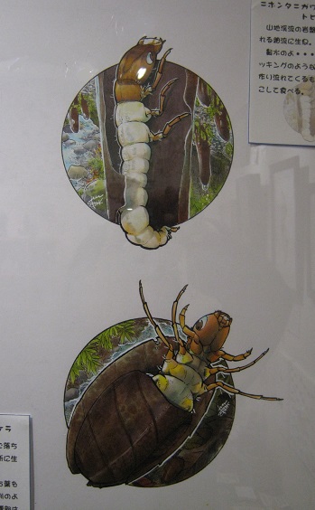 たまごの工房企画展 第4回 - mozo mozo - 虫・蟲 展 その7_e0134502_13040302.jpg