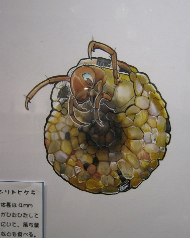 たまごの工房企画展 第4回 - mozo mozo - 虫・蟲 展 その7_e0134502_13041892.jpg