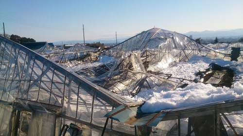 党市議団、大雪による被災農家を見舞い農業再建のための支援策実現に全力_e0260114_23195731.jpg