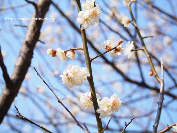 青空と梅の花～♪_a0037322_16541622.jpg