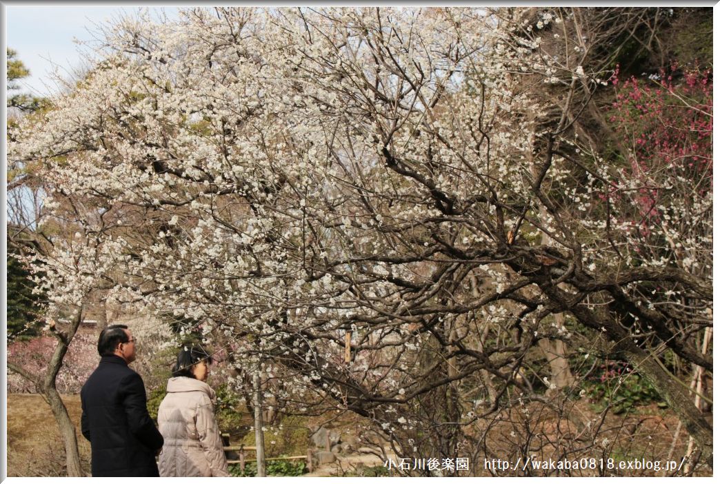 小石川後楽園の梅の花！！！_e0052135_18515928.jpg