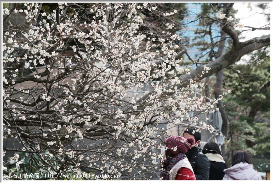 小石川後楽園の梅の花！！！_e0052135_1852147.jpg