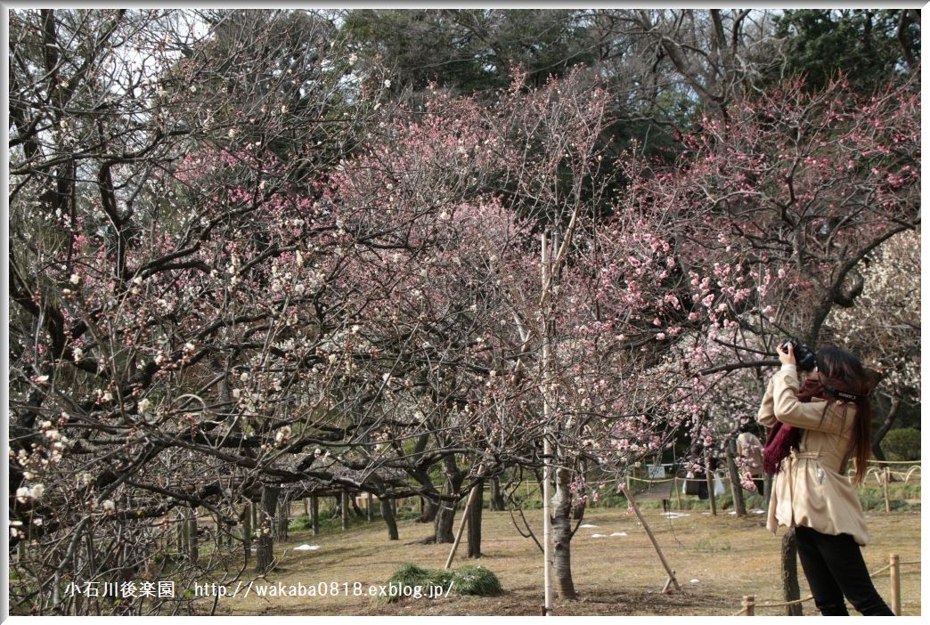 小石川後楽園の梅の花！！！_e0052135_18522921.jpg