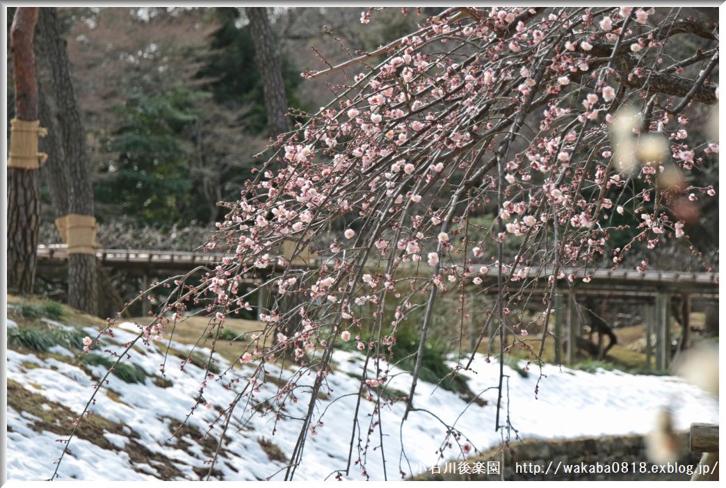 小石川後楽園の梅の花！！！_e0052135_18524456.jpg