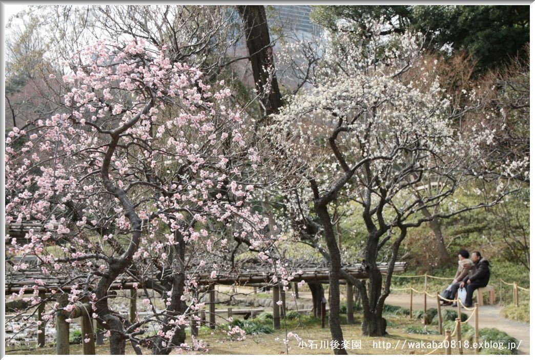 小石川後楽園の梅の花！！！_e0052135_1853089.jpg