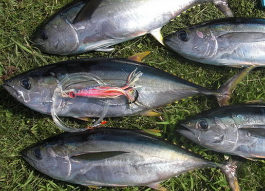 熊野灘から入ってきた潮に、カツオ？　トンボ？【カジキ・マグロトローリング】_f0009039_17045737.jpg