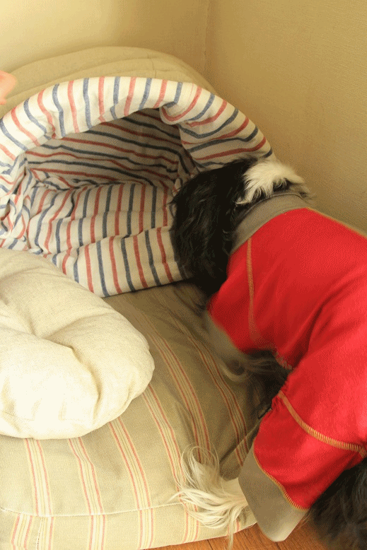 c0145250_10445131.gif