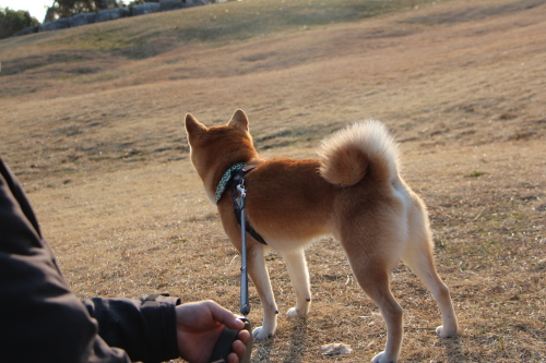 それでも動じない柴犬_f0245650_08403874.jpg