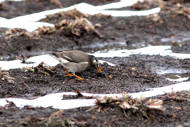 季節外れの“しょうぶ園”（２）　鳥編_d0266457_21272572.jpg