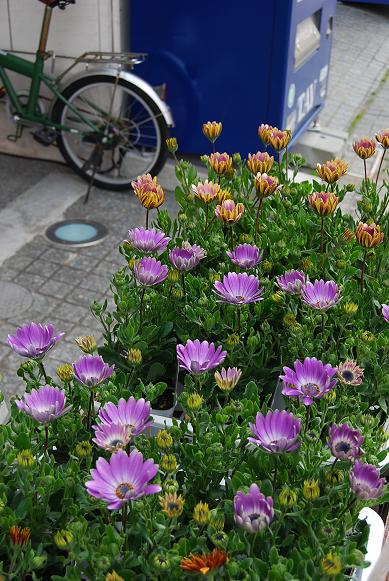入荷の花苗達。_a0201358_11554614.jpg