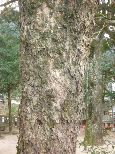 c0222861_15592560.jpg