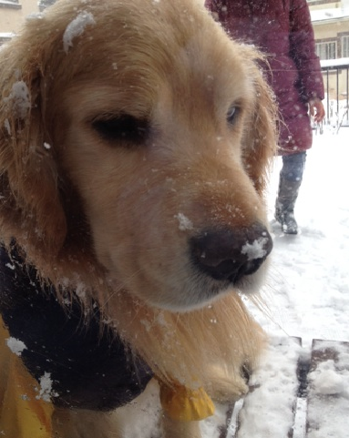 雪は美味しいな_b0306466_2029020.png