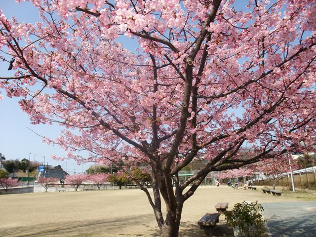 寒緋桜は満開_e0101769_925918.jpg