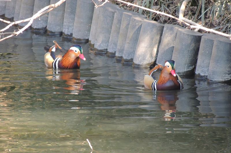 明治神宮のヤマガラ・オシドリ_b0167370_8525478.jpg