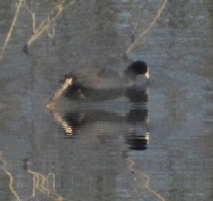 b0149071_17141446.gif