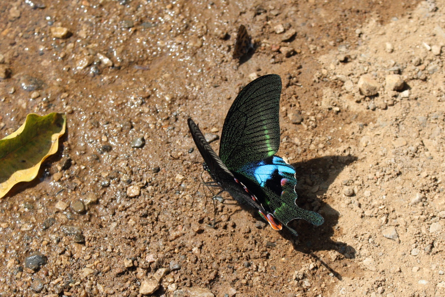 オオクジャクアゲハ♂♂標本セット★ ブータン産＆旧ビルマ産86/93mm難有美麗 1枚目は一般的な標本、2枚目は生態写真を見ながら作った立体展翅標本
