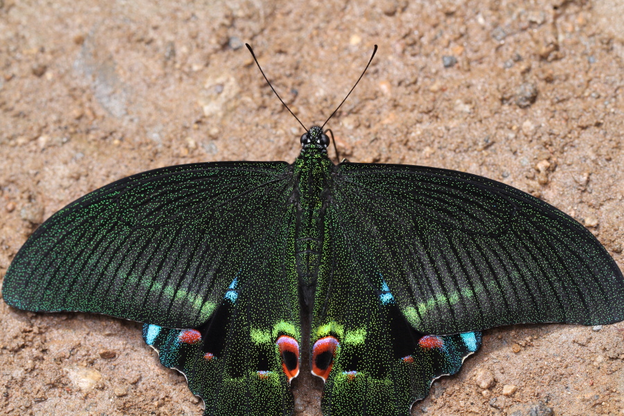 オオクジャクアゲハ♂♂標本セット☆ ブータン産＆旧ビルマ産86/93mm難