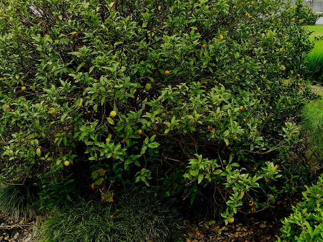 d0019074_10172683.jpg