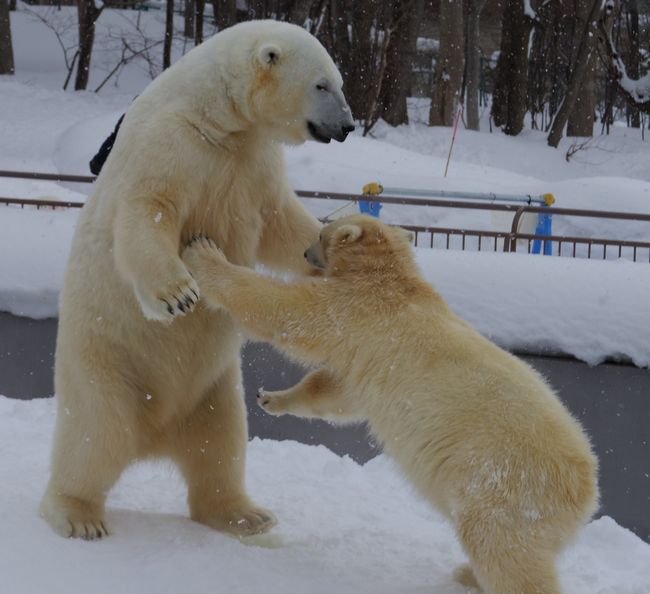 雪の感触を覚えておいてね、双子姫_b0014576_23531577.jpg