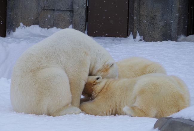 雪の感触を覚えておいてね、双子姫_b0014576_23532631.jpg