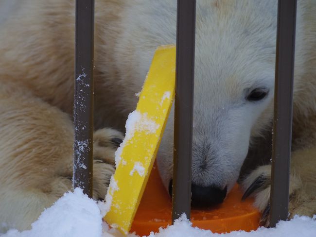 雪の感触を覚えておいてね、双子姫_b0014576_23533864.jpg