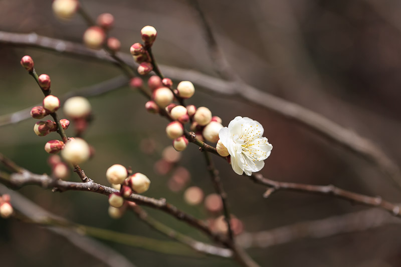 京都府立植物園〜第９回早春の草花展〜2_f0224083_04466.jpg