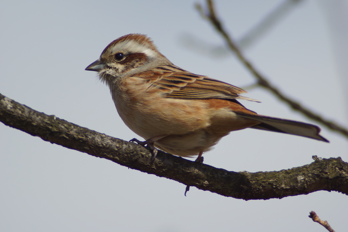 100鳥めざして27/100_f0217886_1932076.jpg