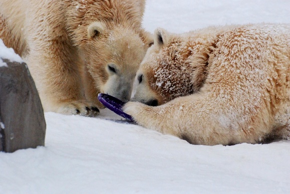 キミたちに伝えておきたいこと ｜ ホッキョクグマ ポロロ・マルル 円山動物園_e0319302_16112560.jpg