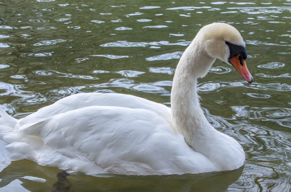 SWAN_b0215507_23395837.jpg