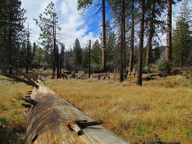 Palomar MountainのハイキングⅡ　　　　　Weir - Lower Doane - Coane Valley Nature Trail_f0308721_16454422.jpg