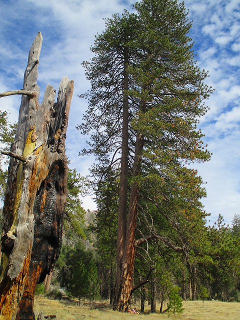 Palomar MountainのハイキングⅡ　　　　　Weir - Lower Doane - Coane Valley Nature Trail_f0308721_1656498.jpg