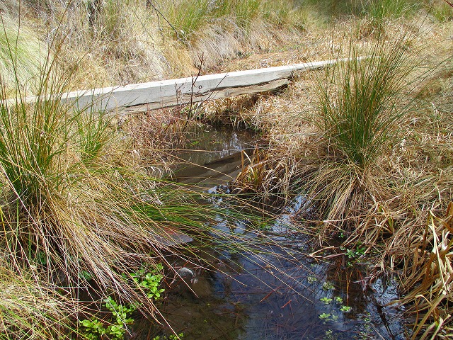 Palomar MountainのハイキングⅡ　　　　　Weir - Lower Doane - Coane Valley Nature Trail_f0308721_185797.jpg