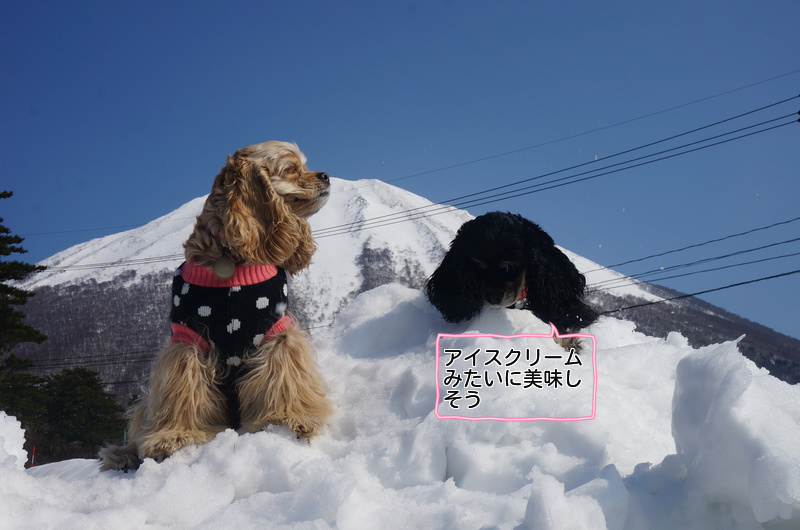 ワンコと旅行 大山_c0223630_181675.png