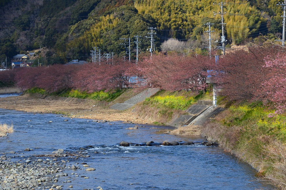 伊豆旅行記⑦：河津桜まつり_f0124830_12283661.jpg