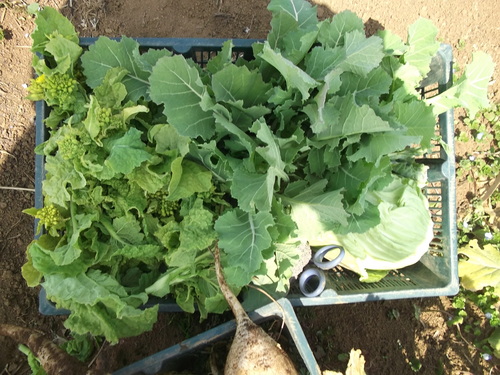 ジャガイモの植え付け準備完了!_b0137932_17562435.jpg