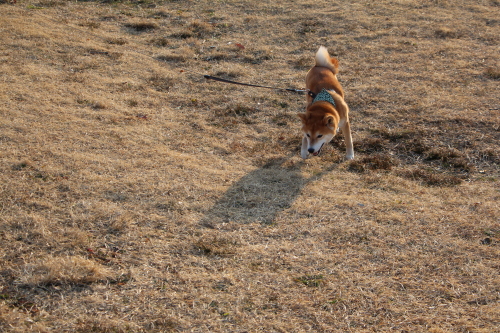 それでも動じない柴犬_f0245650_08293258.jpg