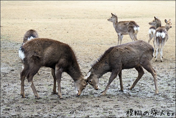 奈良鹿寄せ ~冬の大和路(1)_f0140054_8534386.jpg