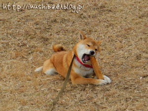a0286855_1104999.gif
