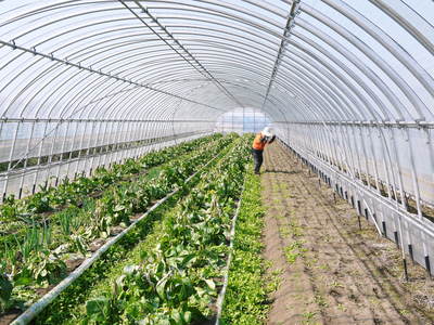 「長尾農園」 最旬野菜が大好評です!!_a0254656_16205699.jpg