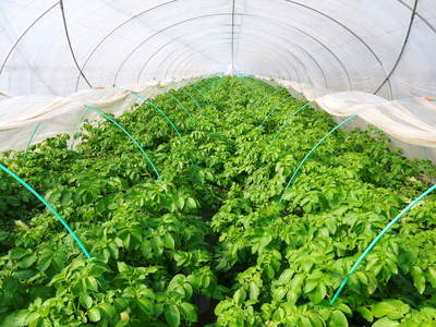 「長尾農園」 最旬野菜が大好評です!!_a0254656_16361156.jpg