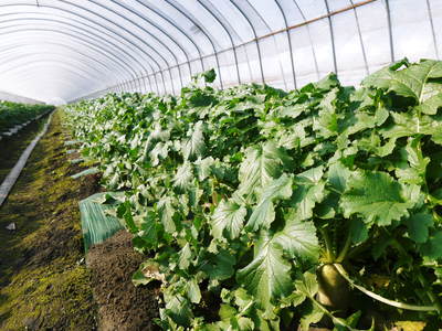 「長尾農園」 最旬野菜が大好評です!!_a0254656_16505620.jpg